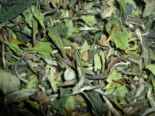 Weißer Tee China Pai Mu Tan Bio