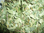 Birkenblätter geschnitten Bio 50 g