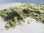 Weizengras gemahlen Bio 50 g
